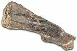 Fossil Ornithopod Dinosaur (Dryosaurus) Femur - Wyoming #325126-3